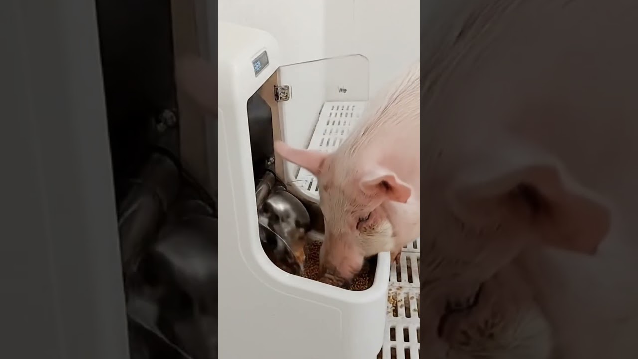 Auto Pig Feeder &mdash; Door Open & Precise Portion #PigCare #Automation #FeedingTech