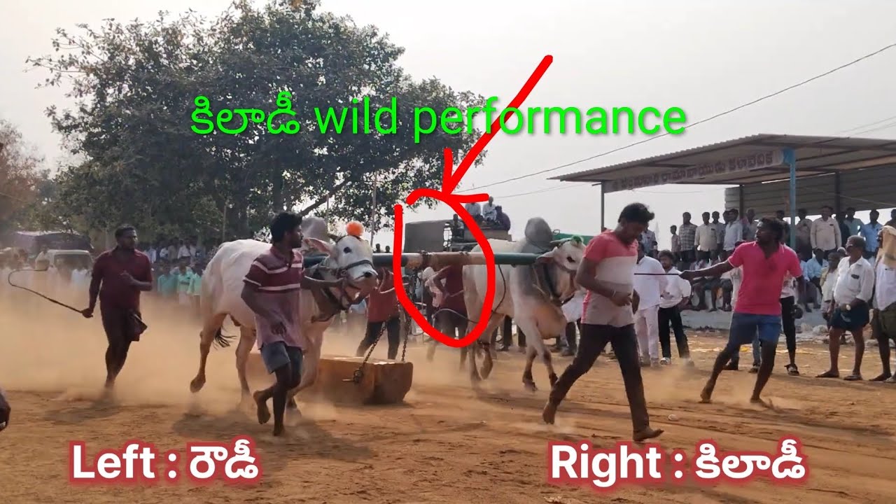 బత్తుల మనోహర్ యాదవ్ Right: కిలాడీ wild performance 