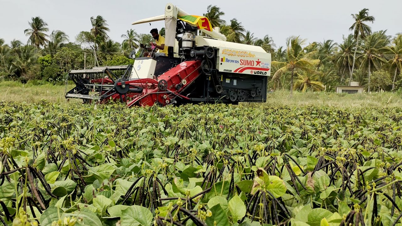 Mungbean Crop Harvest | Harvesting mung beans | Mung bean plantation and harvest