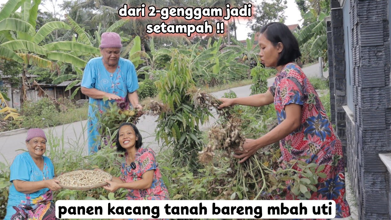 PANEN KACANG TANAH BARENG MBAH UTI