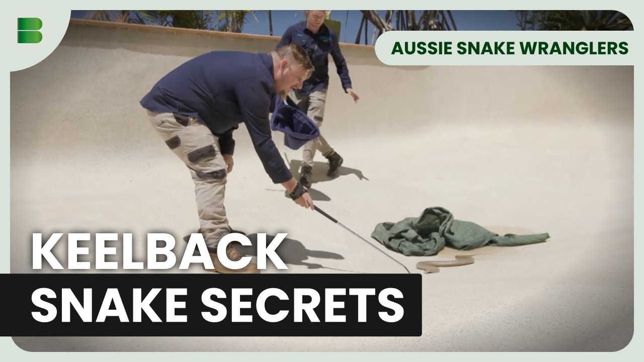 Keelback Snake’s Unique Defense Unveiled | Aussie Snake Wranglers | Documentary