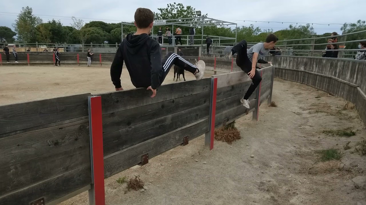 23 Mai 2021 Vachettes En Piste Au Mas De La Comtesse (1)
