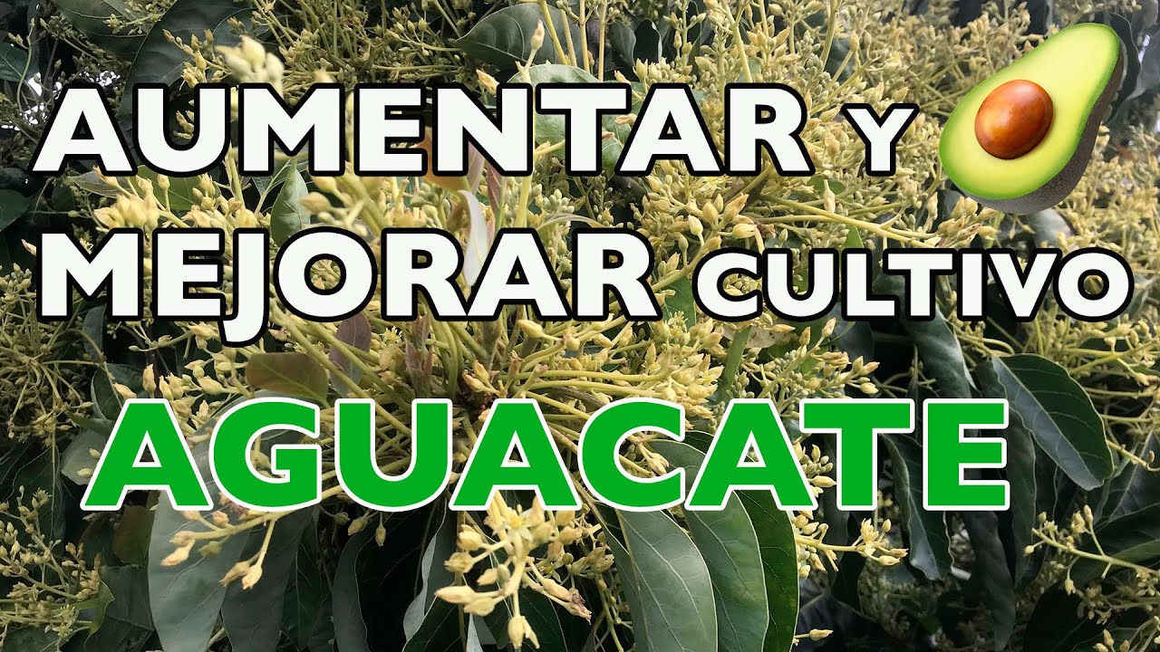 Mejorar y aumentar cultivo de aguacate  🥑🚀