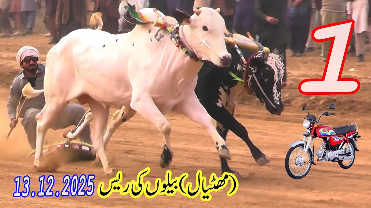 Bull Race In Pakistan QazeJee 13 12 2025