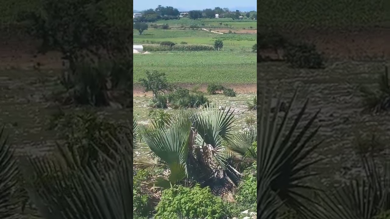 así lucie el pueblo aún no hay elotes aquí francisco ibarra ramos