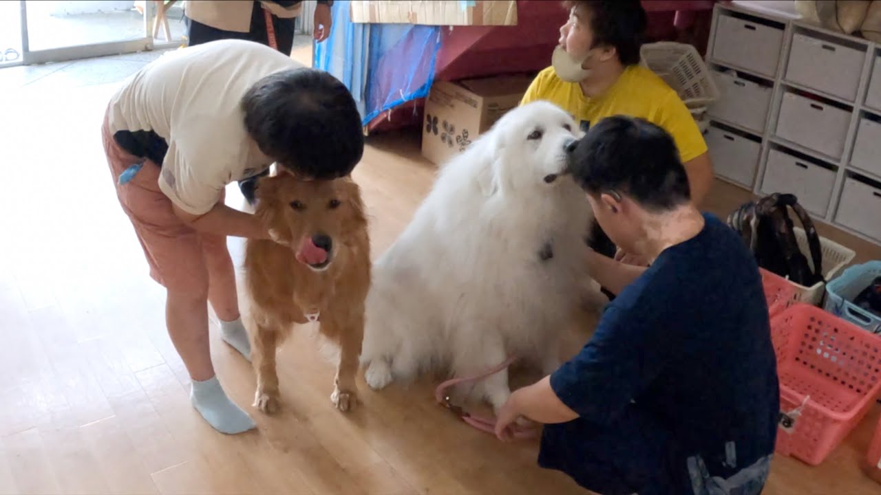 障がい者福祉施設にセラピードッグの修行に ぺろりんず がやってきた