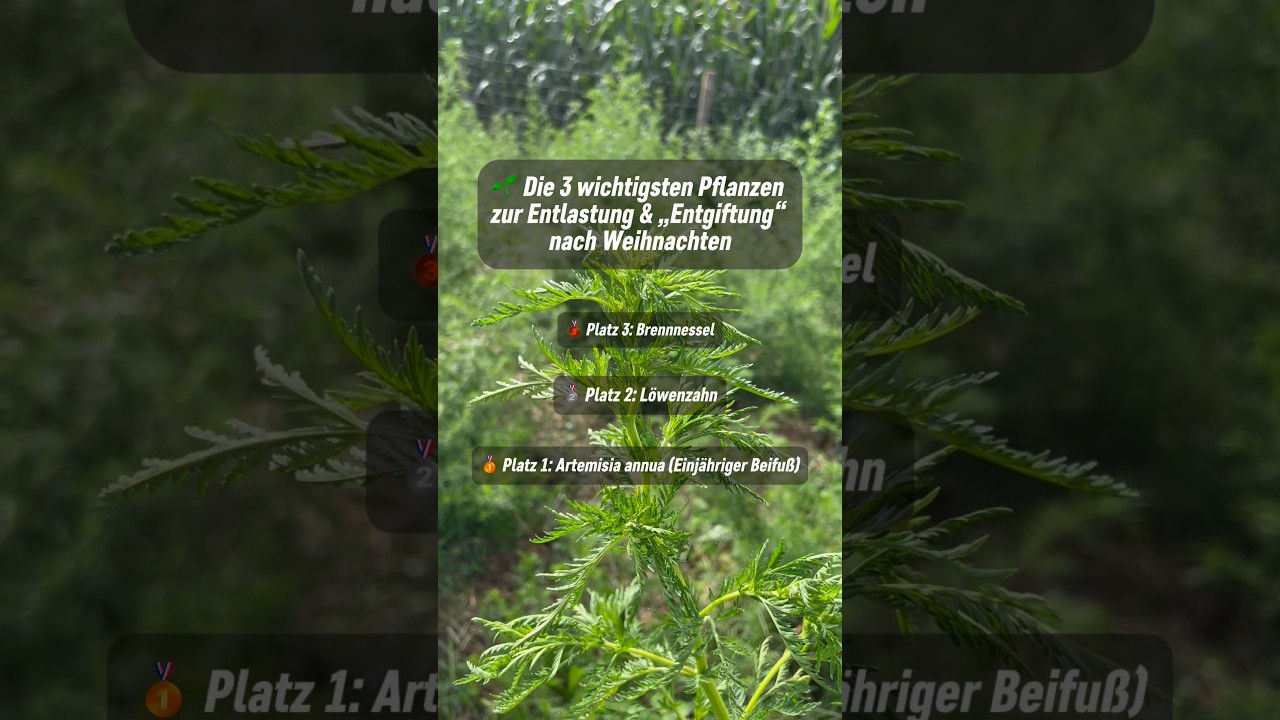 🌿 „Entgiftung“ nach Weihnachten? Diese 3 Pflanzen helfen wirklich  