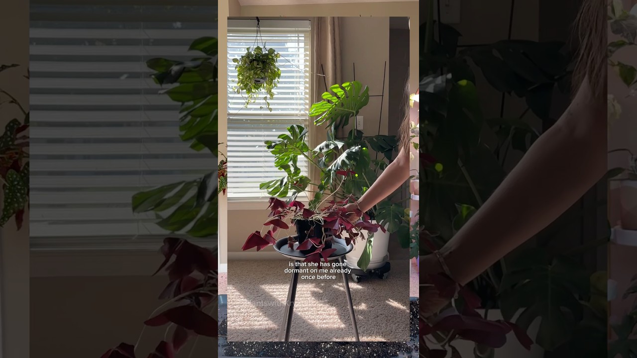 Regrowing an oxalis triangularis #plantcare #oxalistriangularis #plantcollection