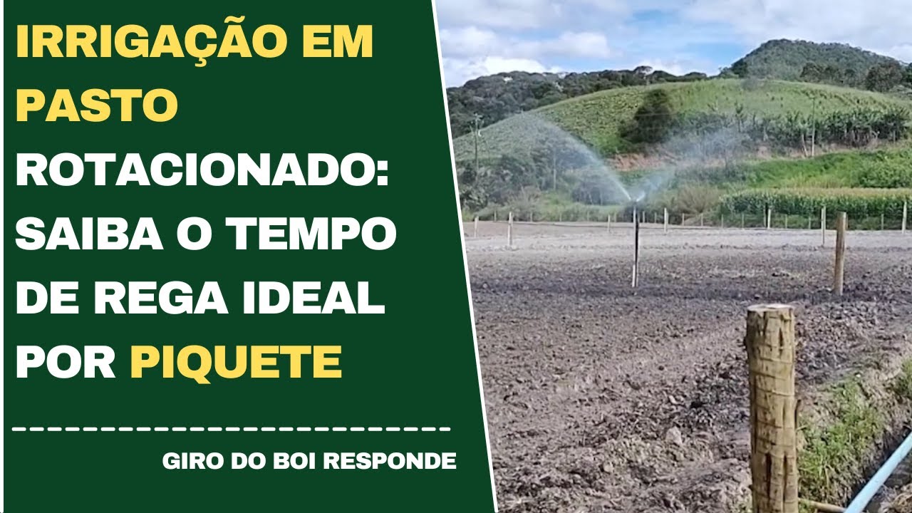 IRRIGAÇÃO EM PASTO ROTACIONADO: SAIBA O TEMPO DE REGA IDEAL POR PIQUETE