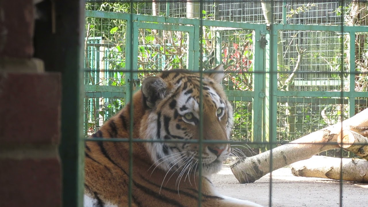 Tiger😰🐅🐅🐅🐅
