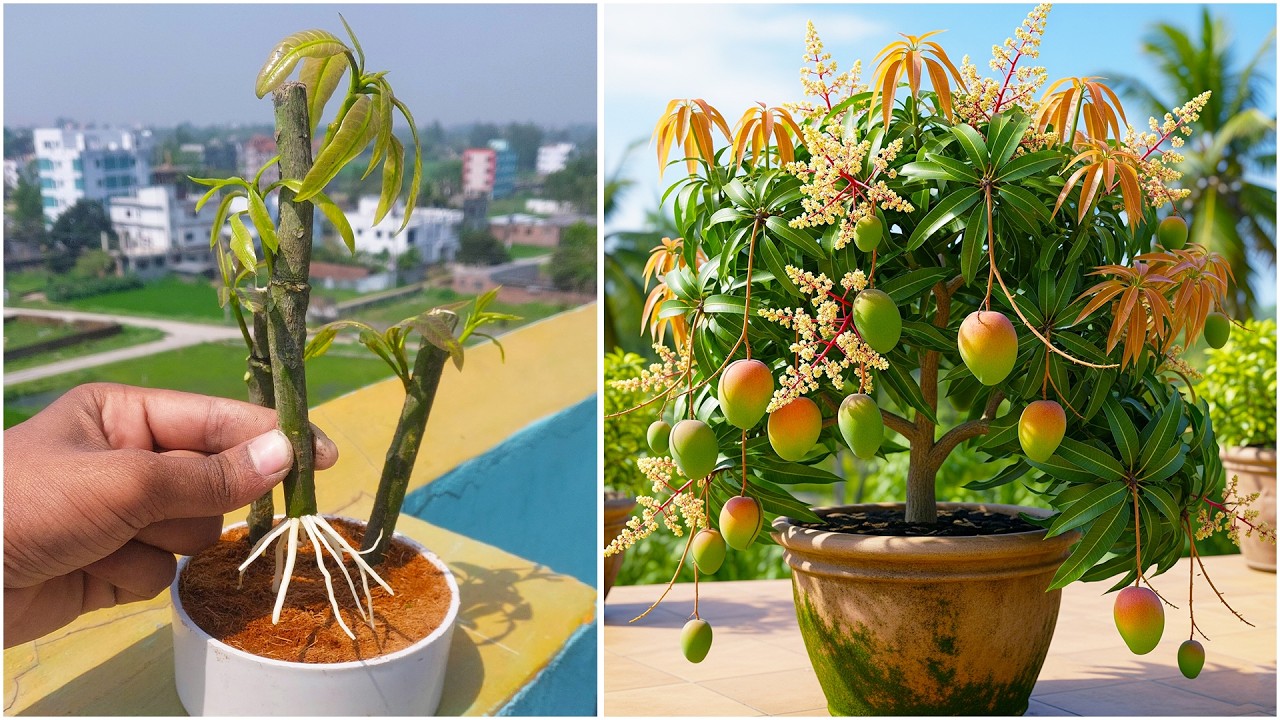 Turn One Branch into a Fast-Fruiting Mango Tree (100% Real!)
