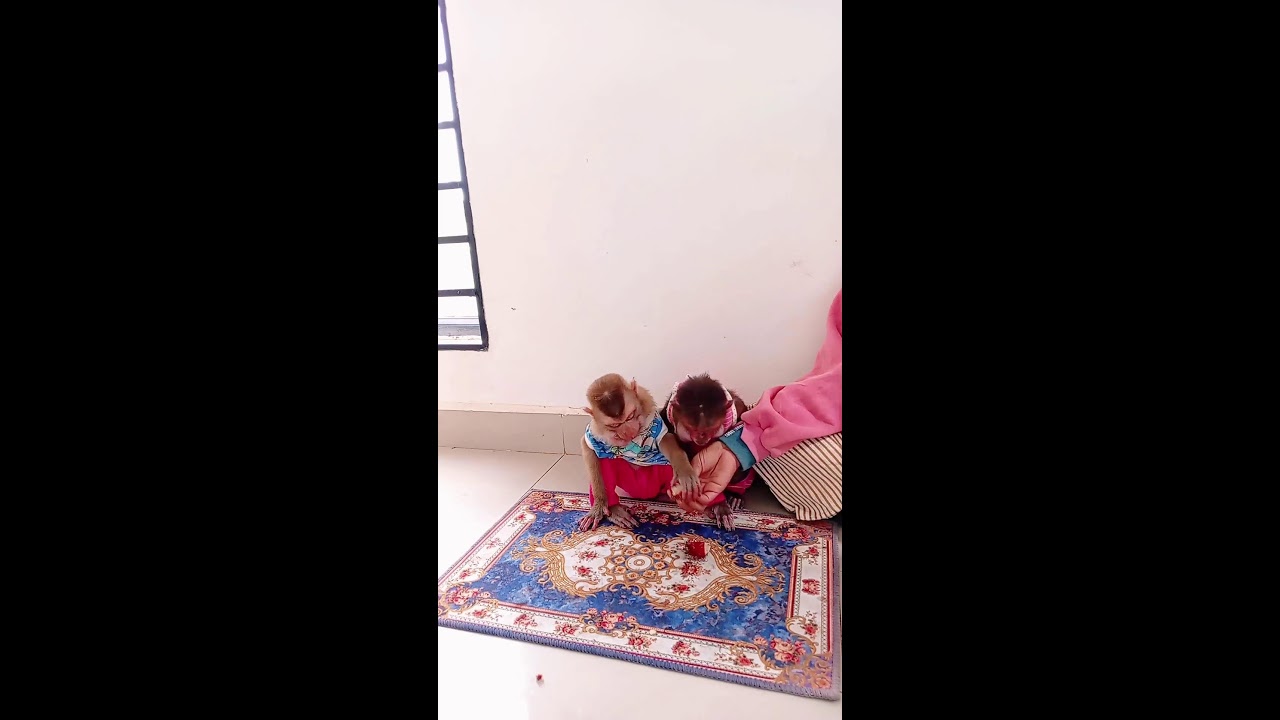 Mom Play game After Eat Fruit With Monkey #monkey #viral ##livestream