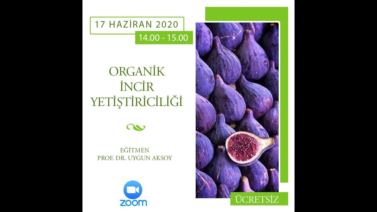 ORGANİK İNCİR YETİŞTİRİCİLİĞİ SORU CEVAP