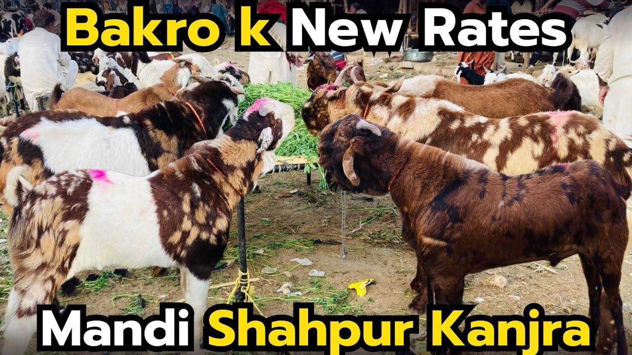 📌 Title:Bakron Ke New Rates 🐐 | Mandi Shahpur Kanjra Update