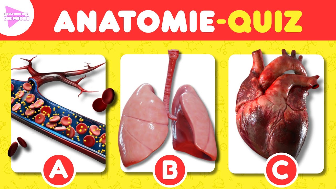🤯 43 Anatomie-Fragen! Kannst du sie ALLE richtig beantworten? | Stell dich auf die Probe 🤔
