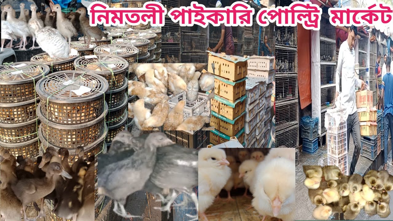 224 ২৪ টাকা মুরগির বাচ্চা পুলেট কোয়েল চিনা রাজা পাতি হাঁসের বাচ্চা স্বস্তা ।নিমতলি পোল্ট্রি মার্কেট