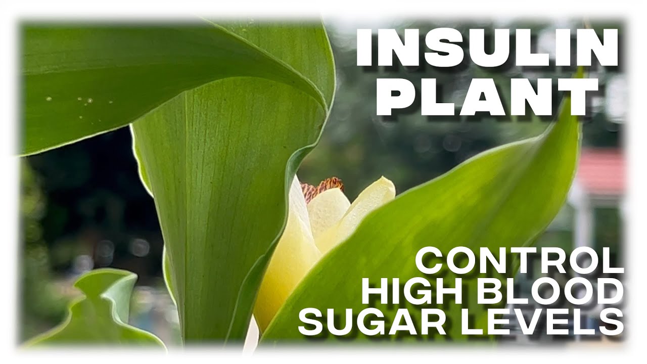 Insulin Plant For Diabetes | Benefits | How To Grow | Ayurvedic Medicine For High Sugar Control |