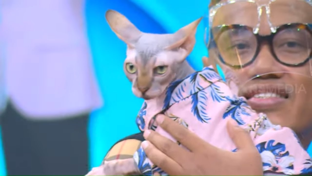 Kucing Uya Kuya Berharga Puluhan Juta | OKAY BOS