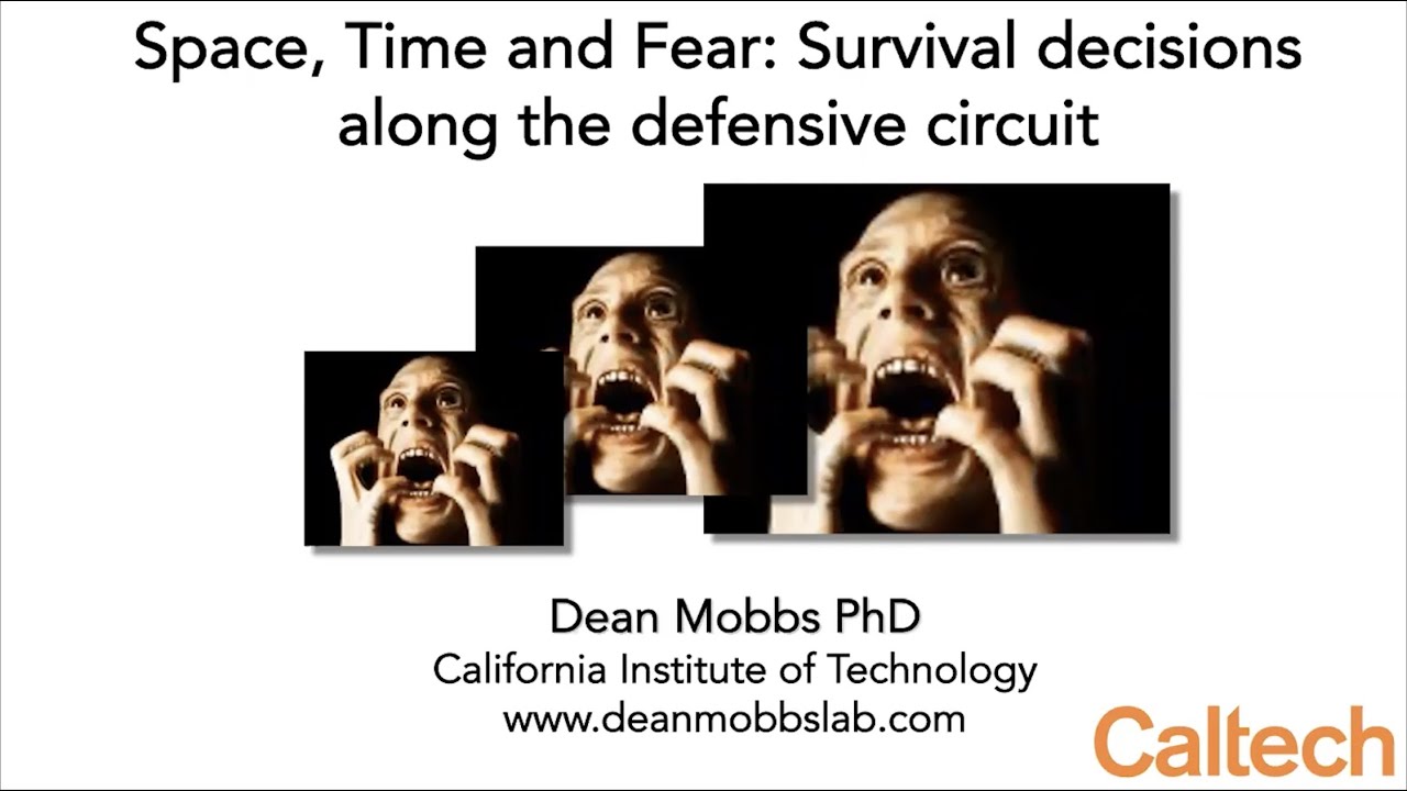 Space, Time and Fear: Survival Decisions along the Defensive Circuit