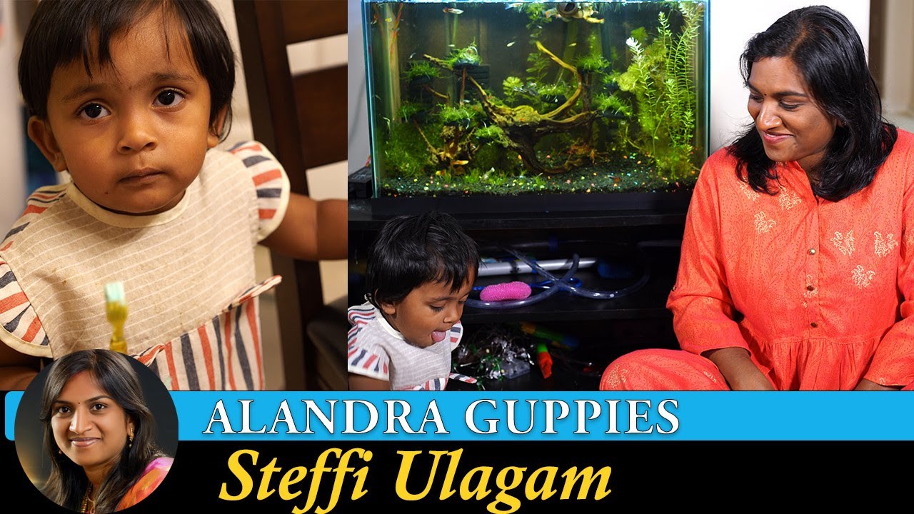 Planted Fish Tank Update Vlog in Tamil | Planted Aquarium in Tamil | Alandra Guppies