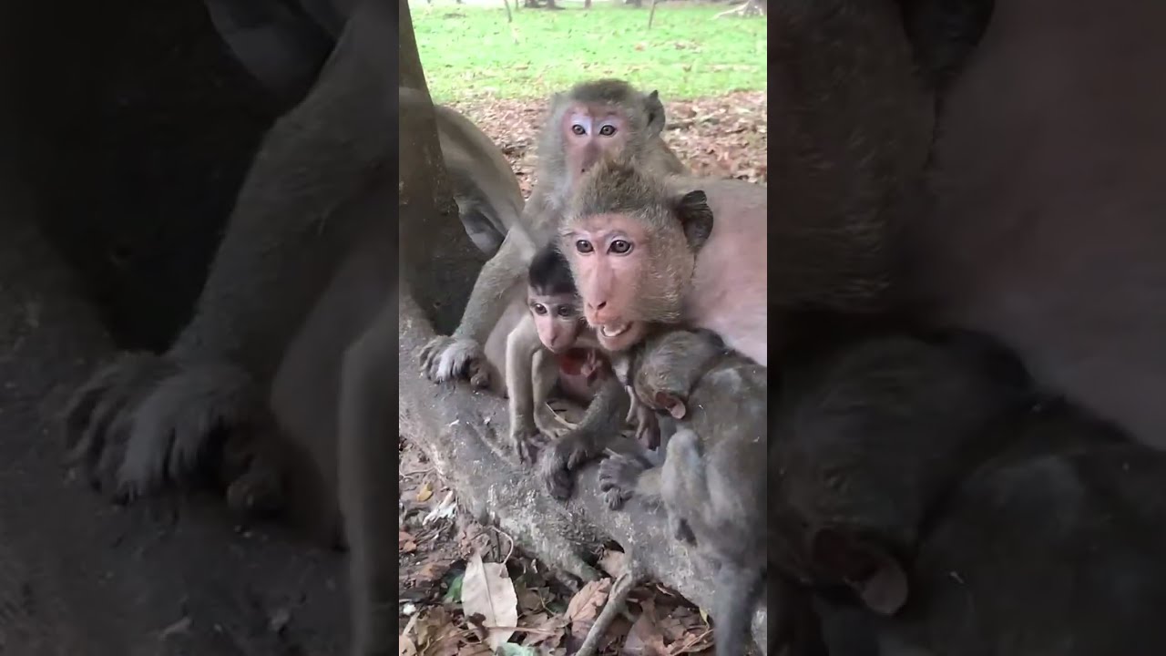 Monkey Life, cute baby monkey, monkey Life style 2026