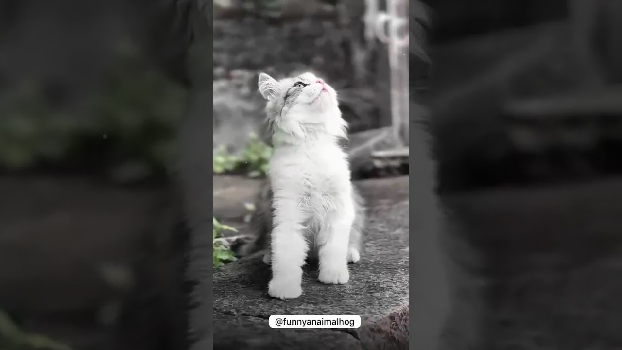 “This Tiny Kitten’s Pure Innocence Will Heal Your Heart 💖 | The Power of Animal Connection & Attach