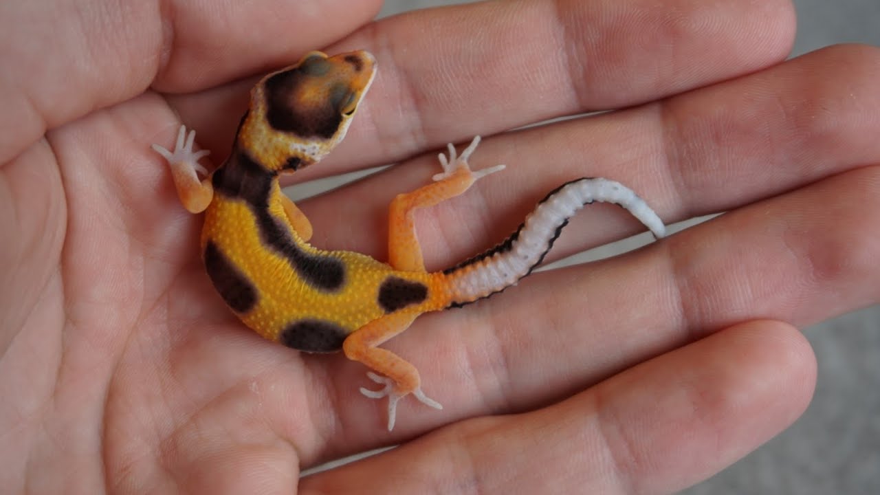 More Leopard Gecko Babies!! (2020 Hatchlings)