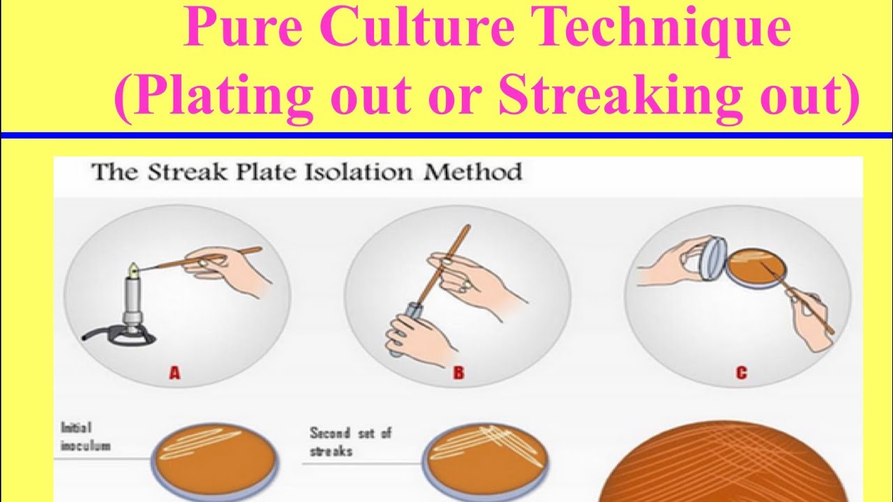 بكتيريا عملى (طرق تشخيص وتعريف البكتيريا) Practical Bacteriol. (Methods of Bacterial Identification)