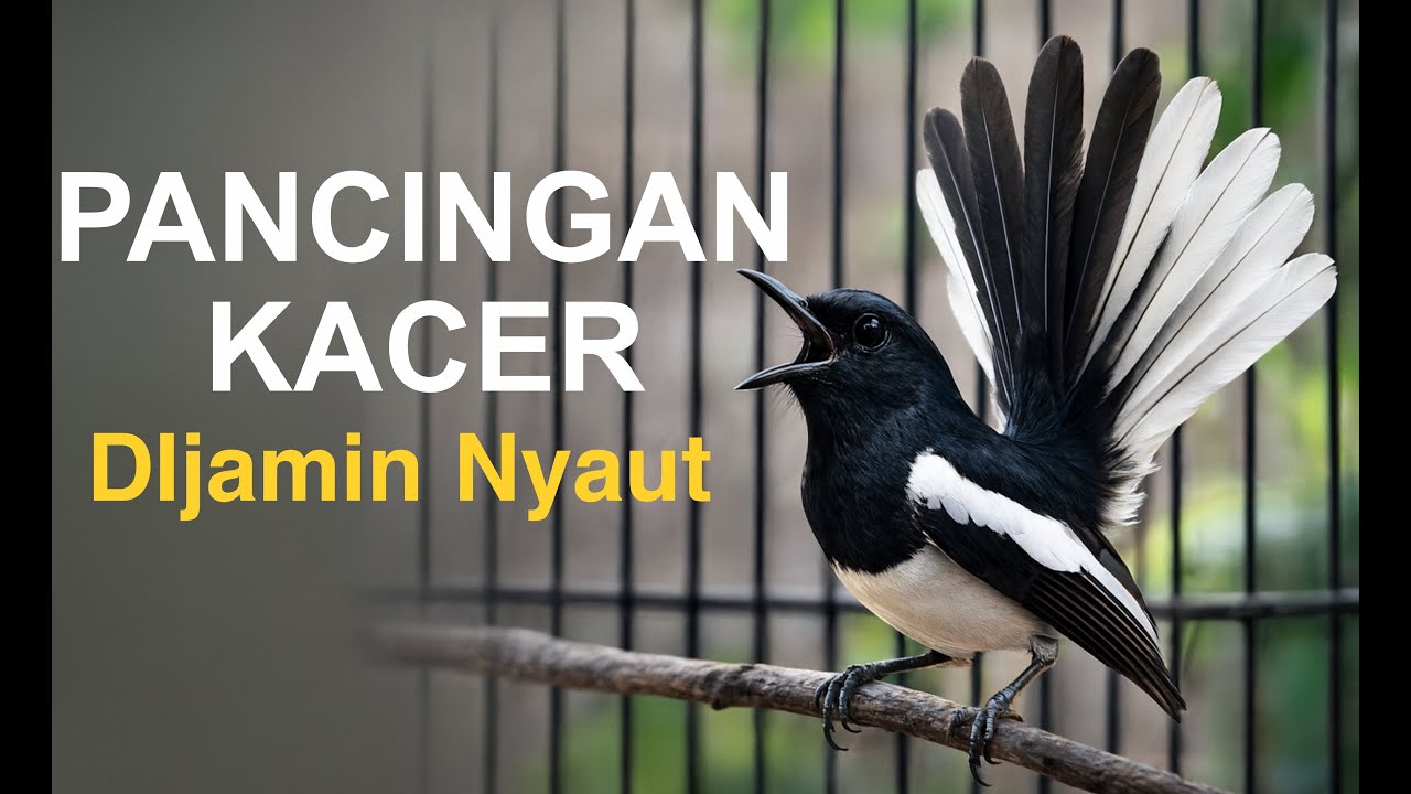 Pacingan suara burung kacer, di jamin nyaut