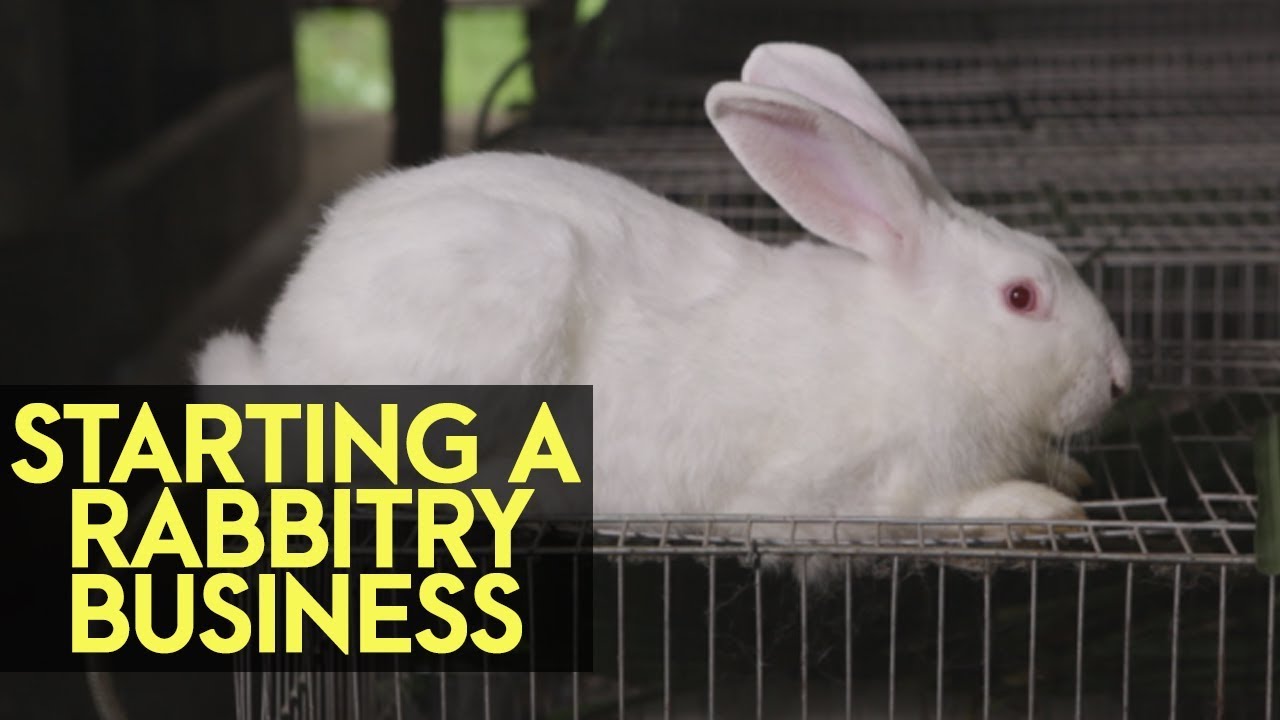 Starting a Rabbitry Business in the Philippines by Tierra del Menor | Agribusiness How It Works