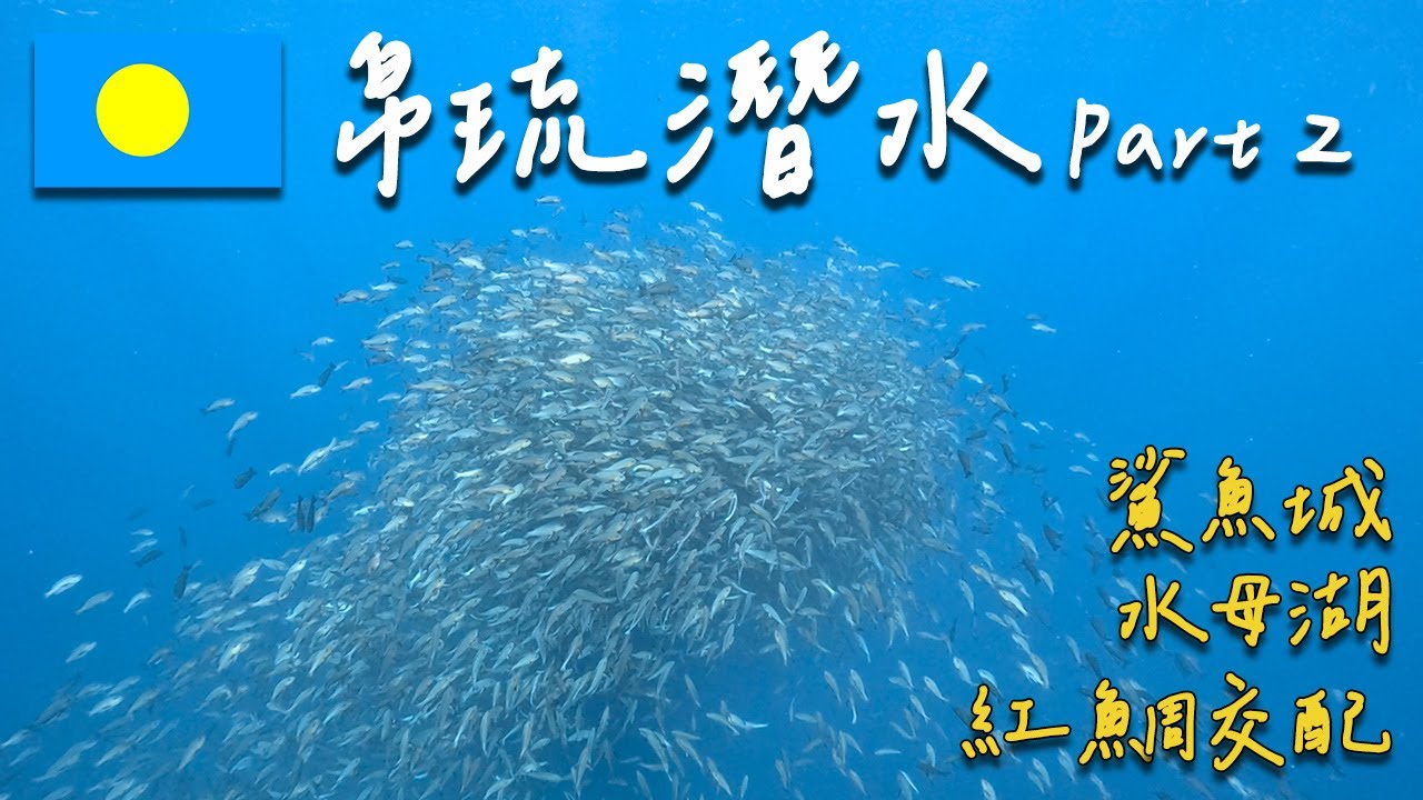 【帛琉潛水🇵🇼Palau Diving Part 2 】上千隻『紅鯛交配』太震撼🤩彷彿身在國家地理頻道，此生必看‼️浮潛就能和鯊魚近距離共遊，帛琉太夢幻啦～ | 帛琉Vlog  #4