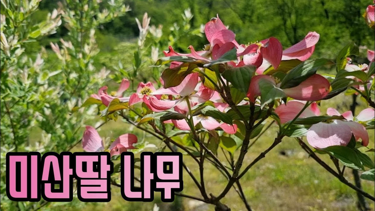 [핫-있수 5 ]  미산딸 나무