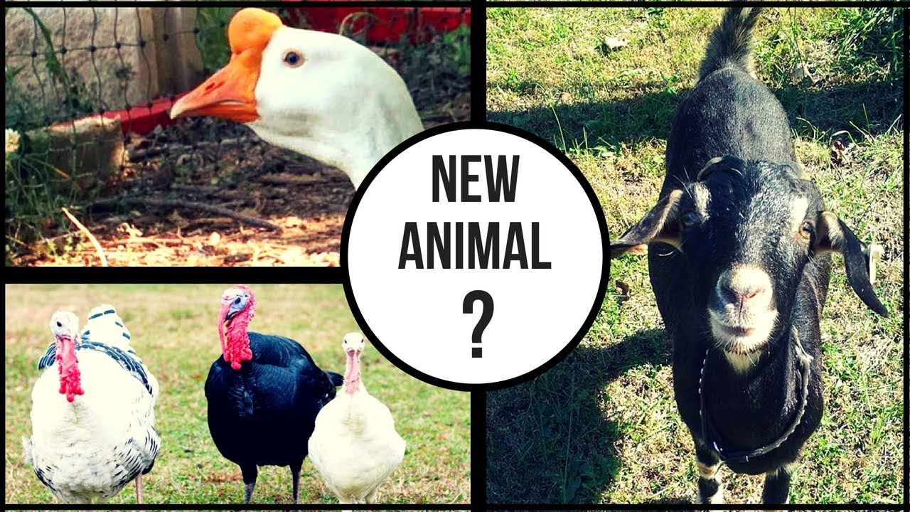 WHAT NEW ANIMAL did we get here at BIG POND FARM??