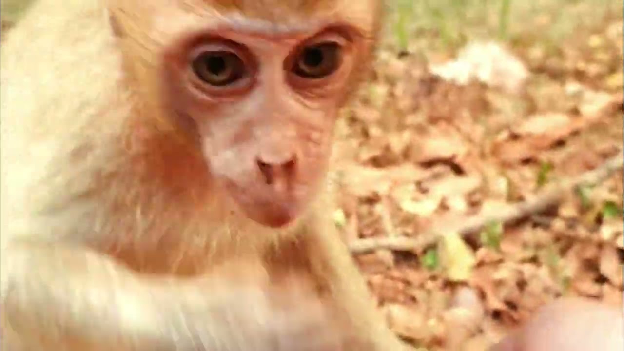 The cute baby Elpida run play on the tree, Mom Susie hungry food