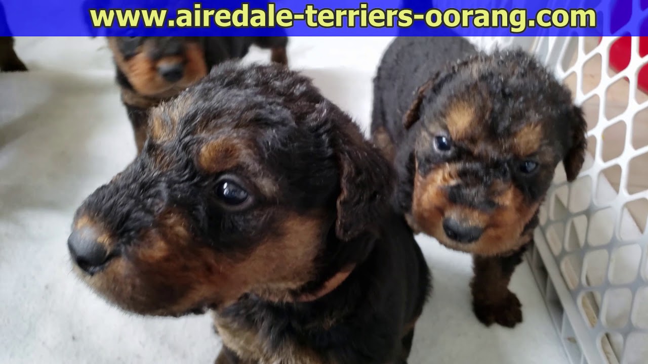 Airedale Terrier puppies at play