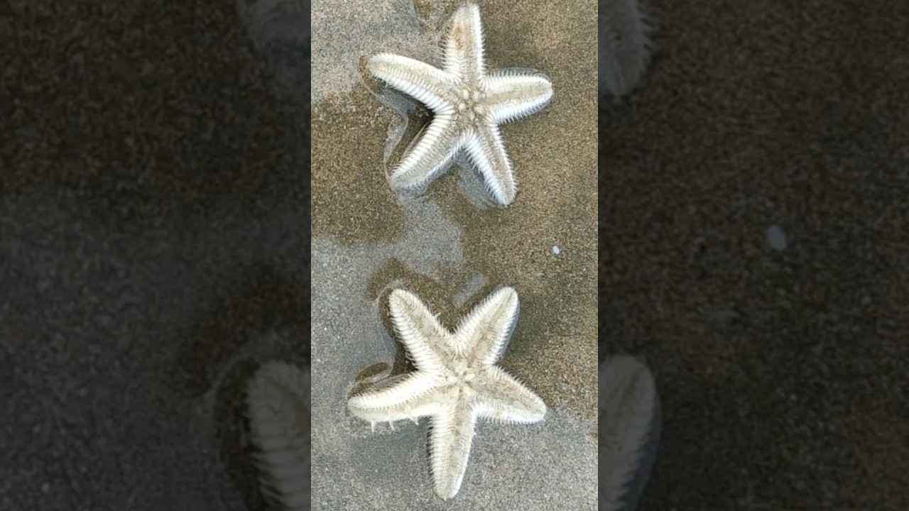 Star Fish | Ganpatipule beach | konkan beach | best beach #visitingplace #weekendplace #travel
