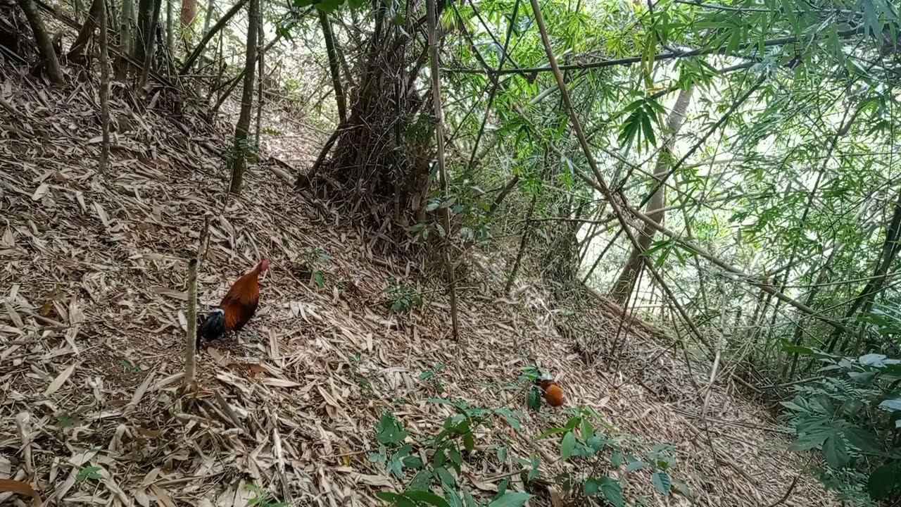 Khai xuân thành công siêu phẩm bổi già .