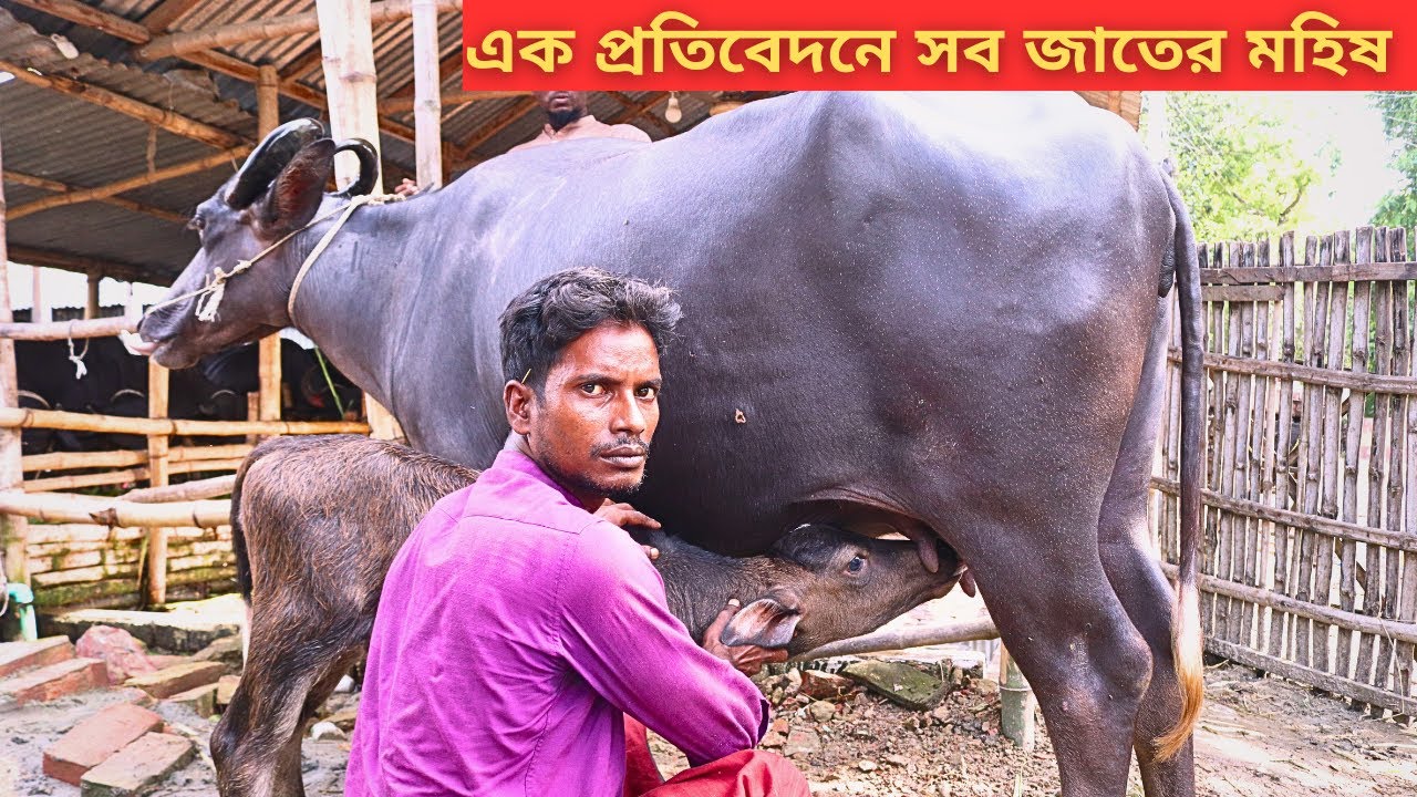 বাবু ভাই মানেই ধামাকা কালেকশন | এক প্রতিবেদনে সব জাতের মহিষ দেখুন | সস্তা দামে মহিষ কিনুন