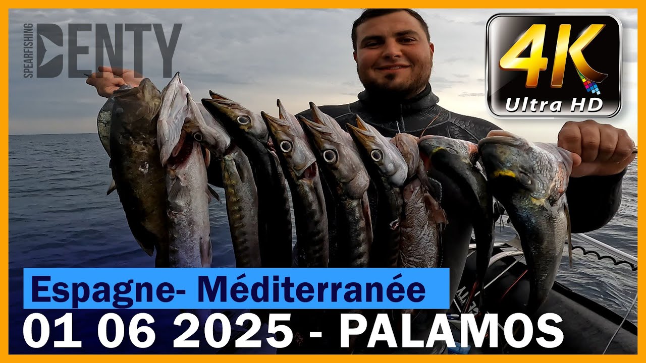 Les barracudas de Méditerranée en Chasse sous-marine