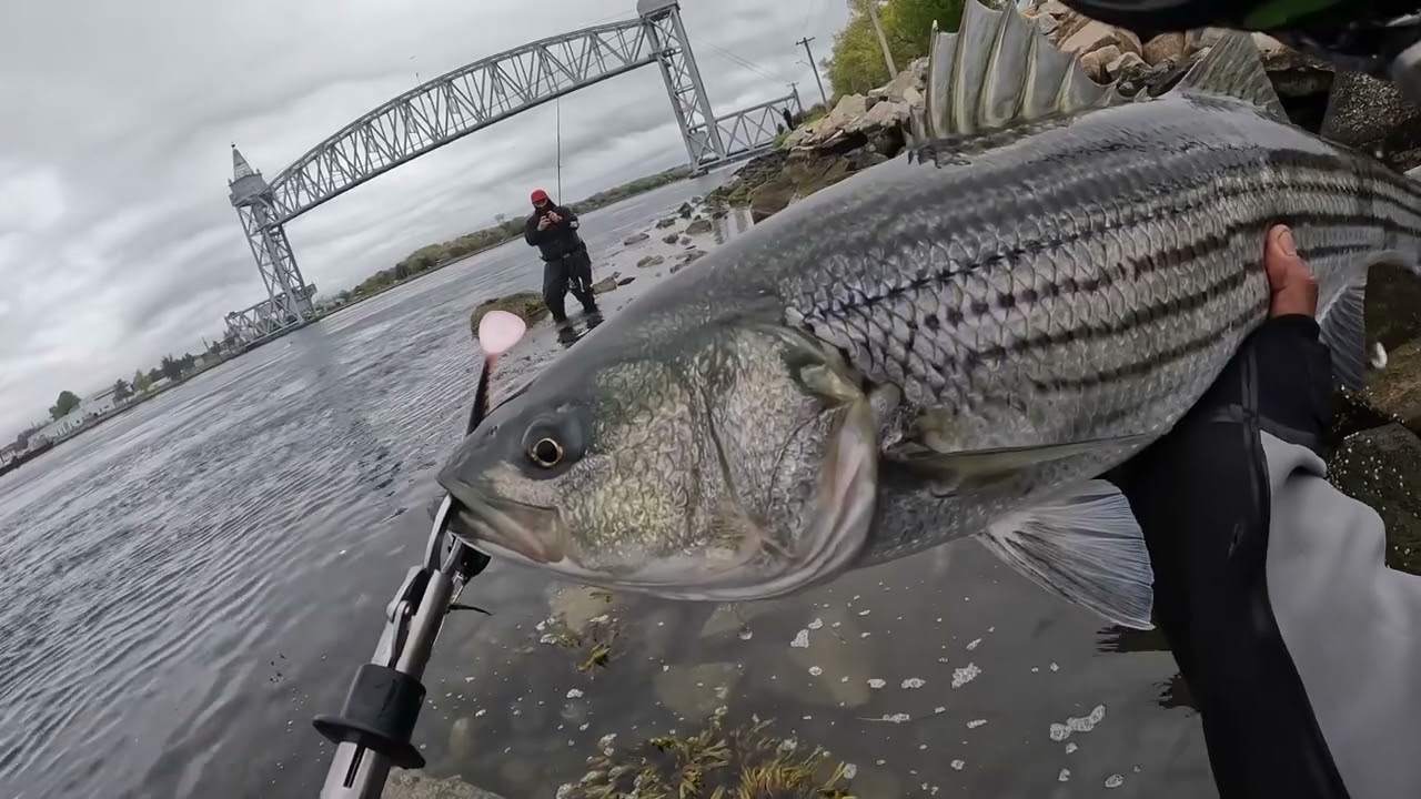 Striper cape cod canal