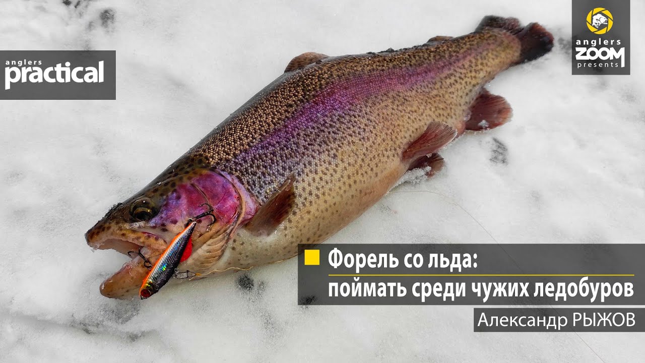 Форель со льда: поймать среди чужих ледобуров. Александр Рыжов. Anglers Practical