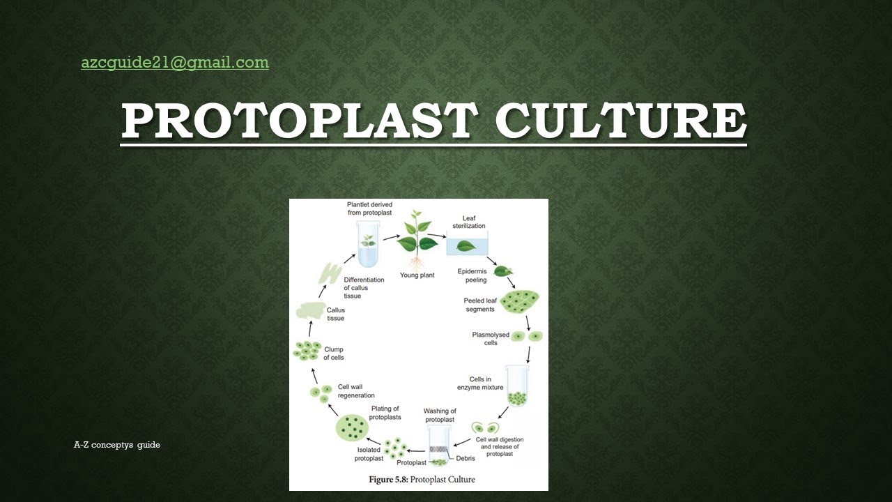 Protoplast Culture | Plant tissue culture | A-Z concepts guide