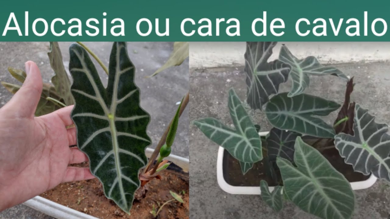 DICAS PARA A PLANTA ALOCASIA OU CARA DE CAVALO