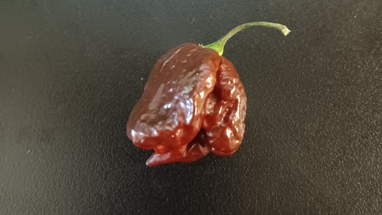 Шоколад Carolina Reaper 🔥@LindasFieryTreats