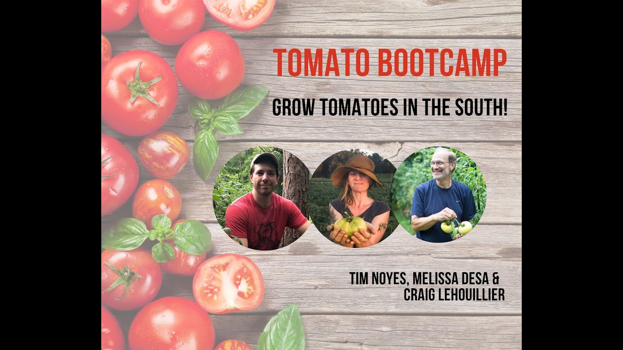 Grow Tomatoes in the Southeast: Tomato Bootcamp Part I