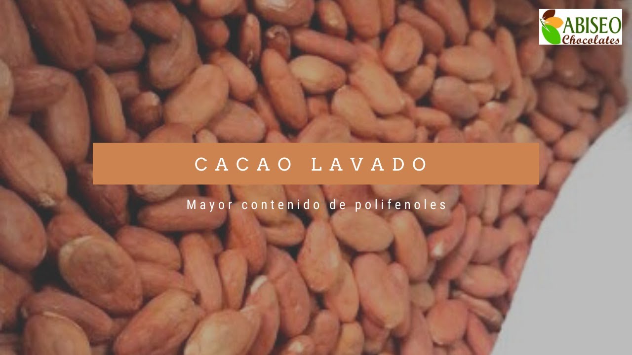 Cacao lavado sin fermentar mayor contenido de polifenoles.