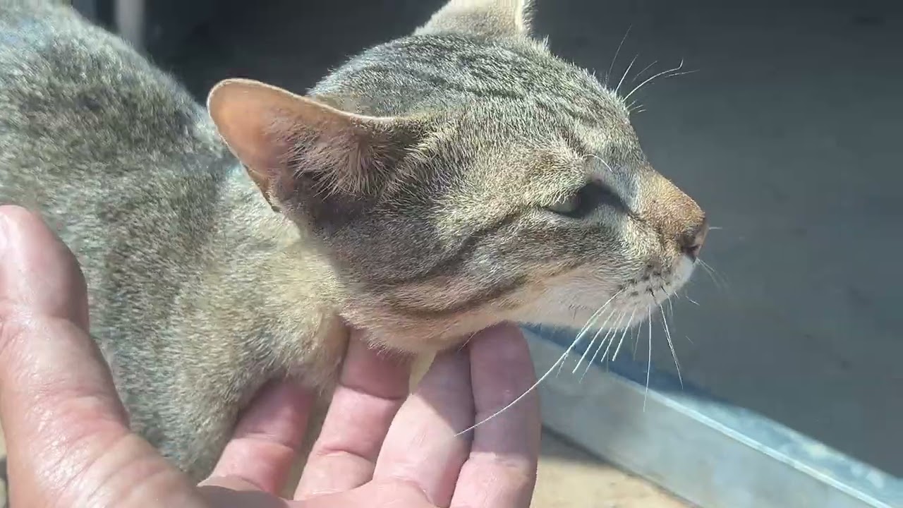 Cats Pet at countryside are so cute #kitten #cat #pets @TheStrayCatsandKittens 