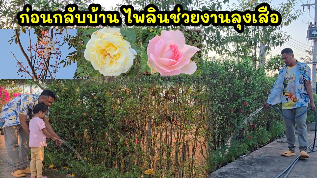 ก่อนกลับบ้านไพลินช่วยงานลุงเสือ ด้วยความตั้งใจ FCต่างแดนให้ขวัญถุงก่อนกลับ