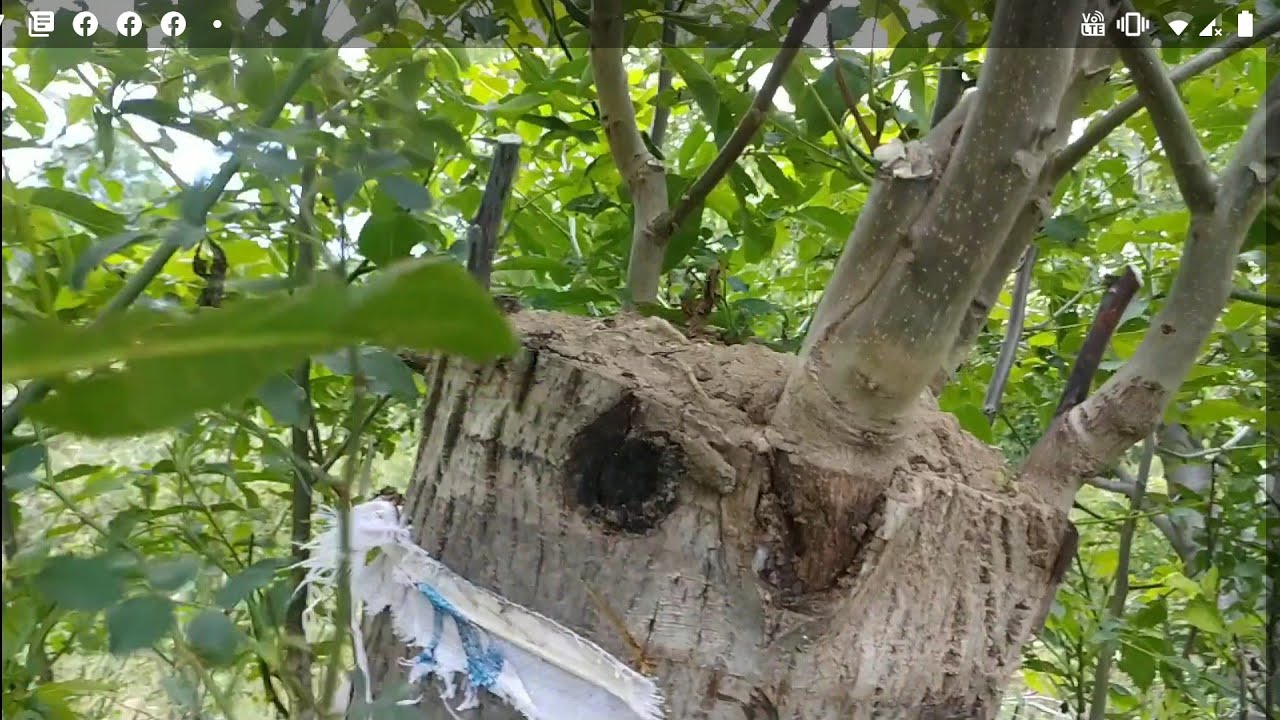 TOPRAKLI CEVİZ AŞILARININ YAŞAM MÜCADELESİ
