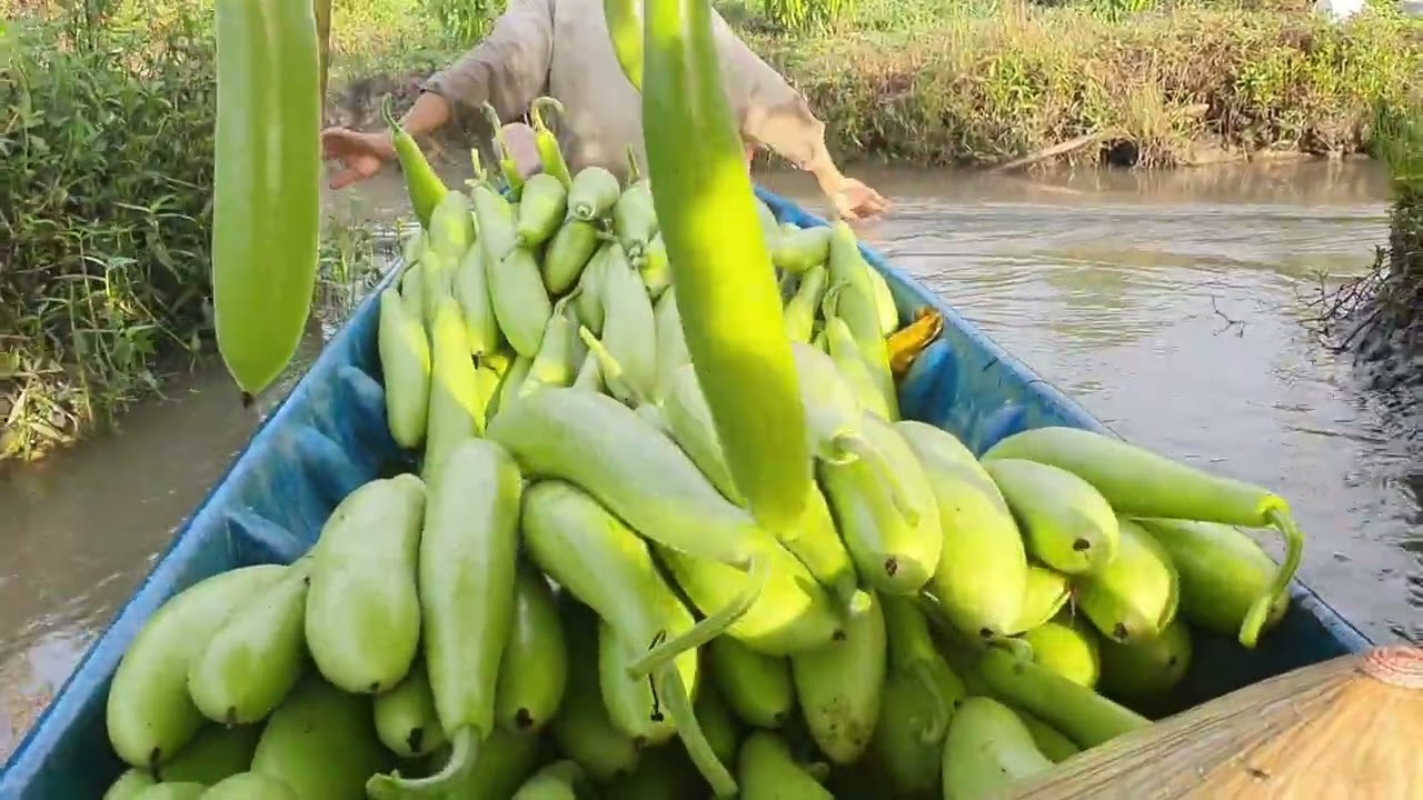 Tiếp tục công việc cắt bầu được cử 12